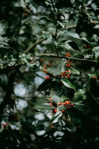 Close-up of holly leaves and red berries on a holly bush