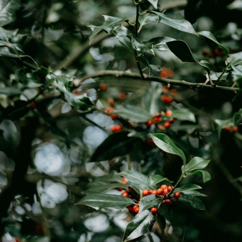 Close-up of holly leaves and red berries on a holly bush